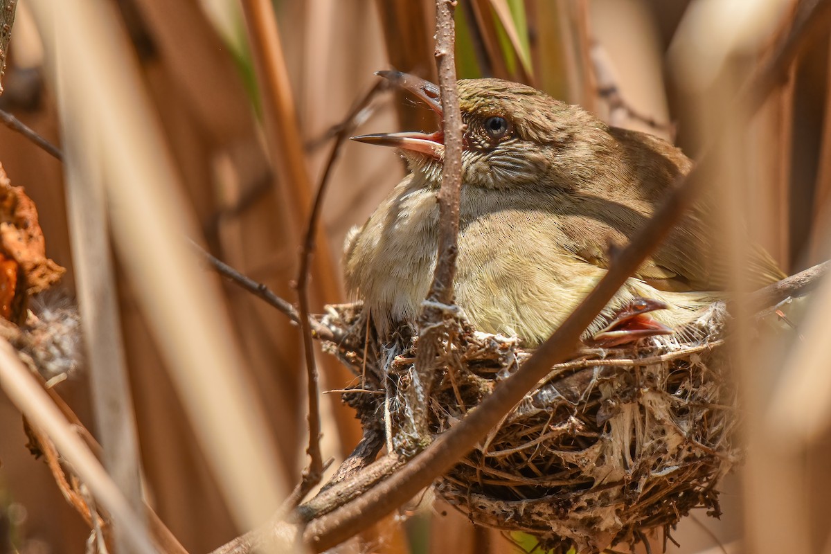 Streak-eared Bulbul - ML618207248