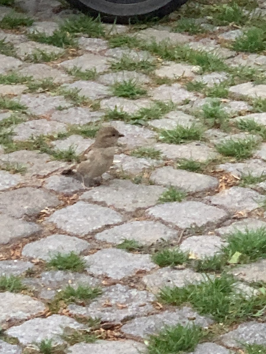 House Sparrow - The Bird kid