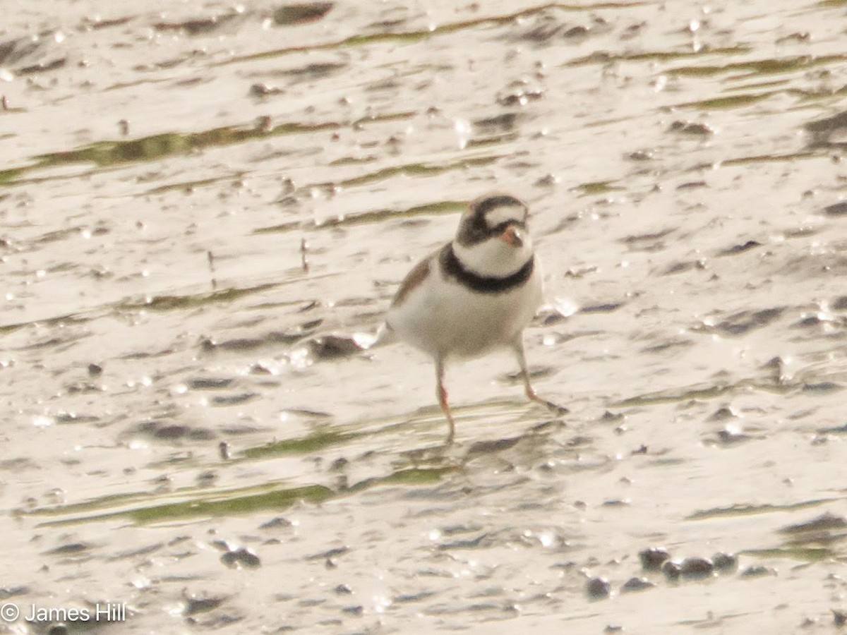 Semipalmated Plover - James Hill
