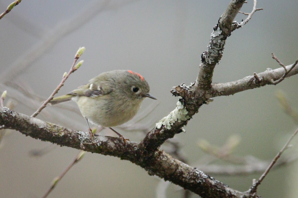 Ruby-crowned Kinglet - ML618207325