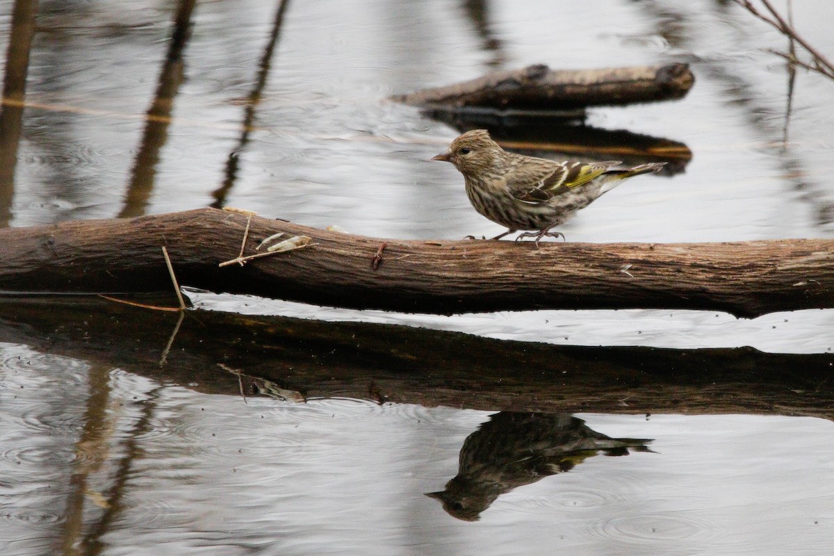 Pine Siskin - ML618207326