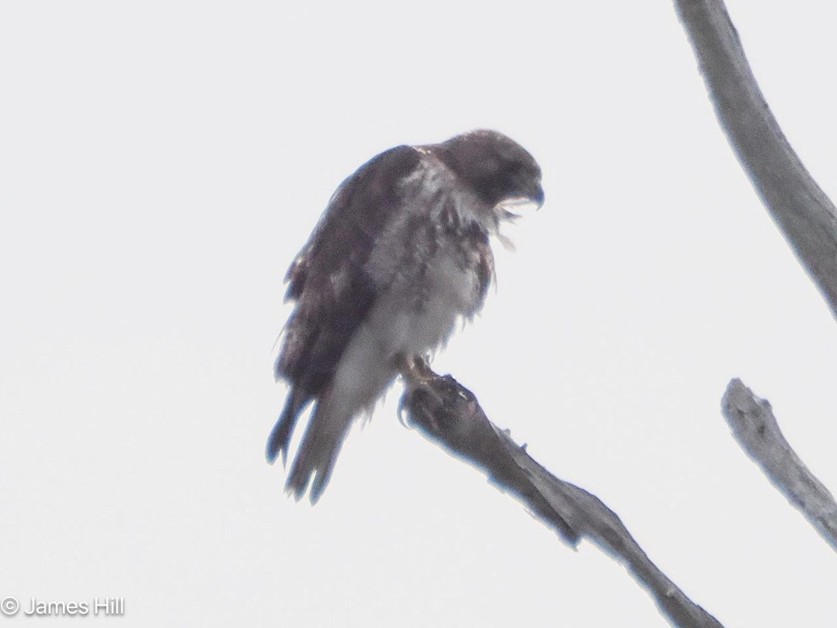 Red-tailed Hawk - James Hill