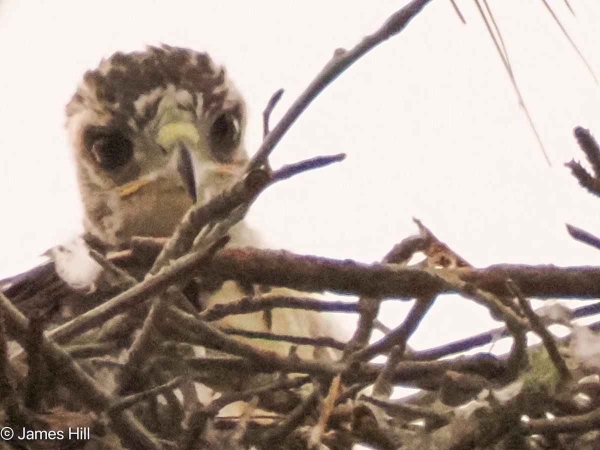 Red-tailed Hawk - James Hill