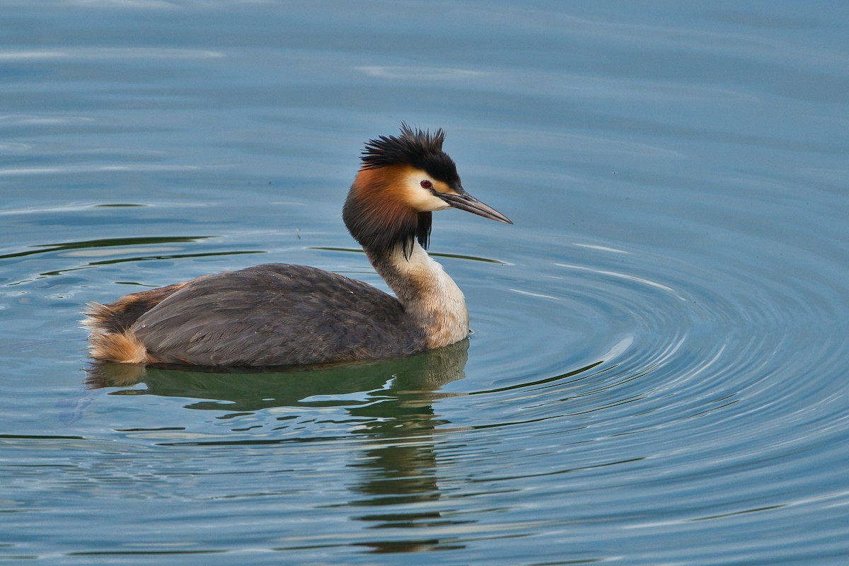 Great Crested Grebe - Nicola Marchioli