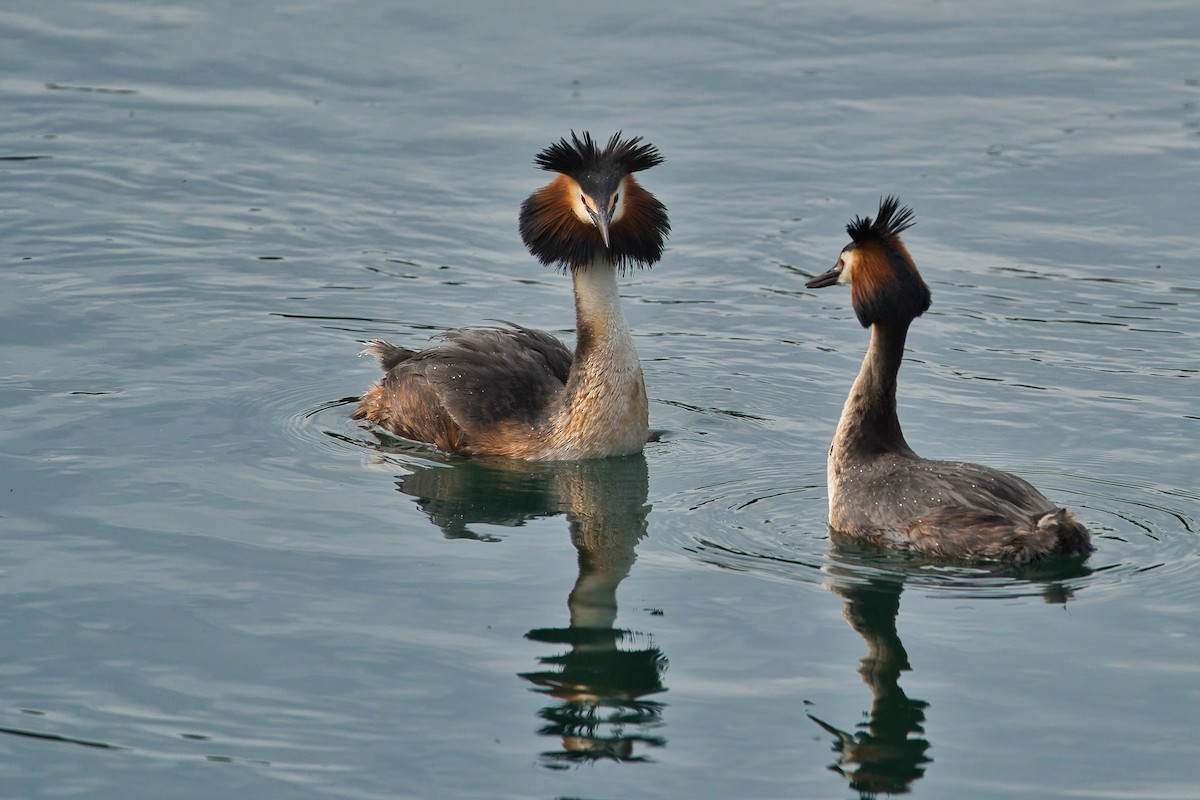 Great Crested Grebe - Nicola Marchioli