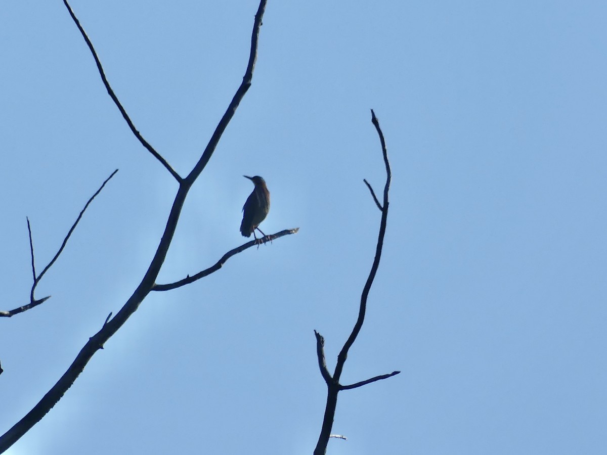 Green Heron - Anonymous