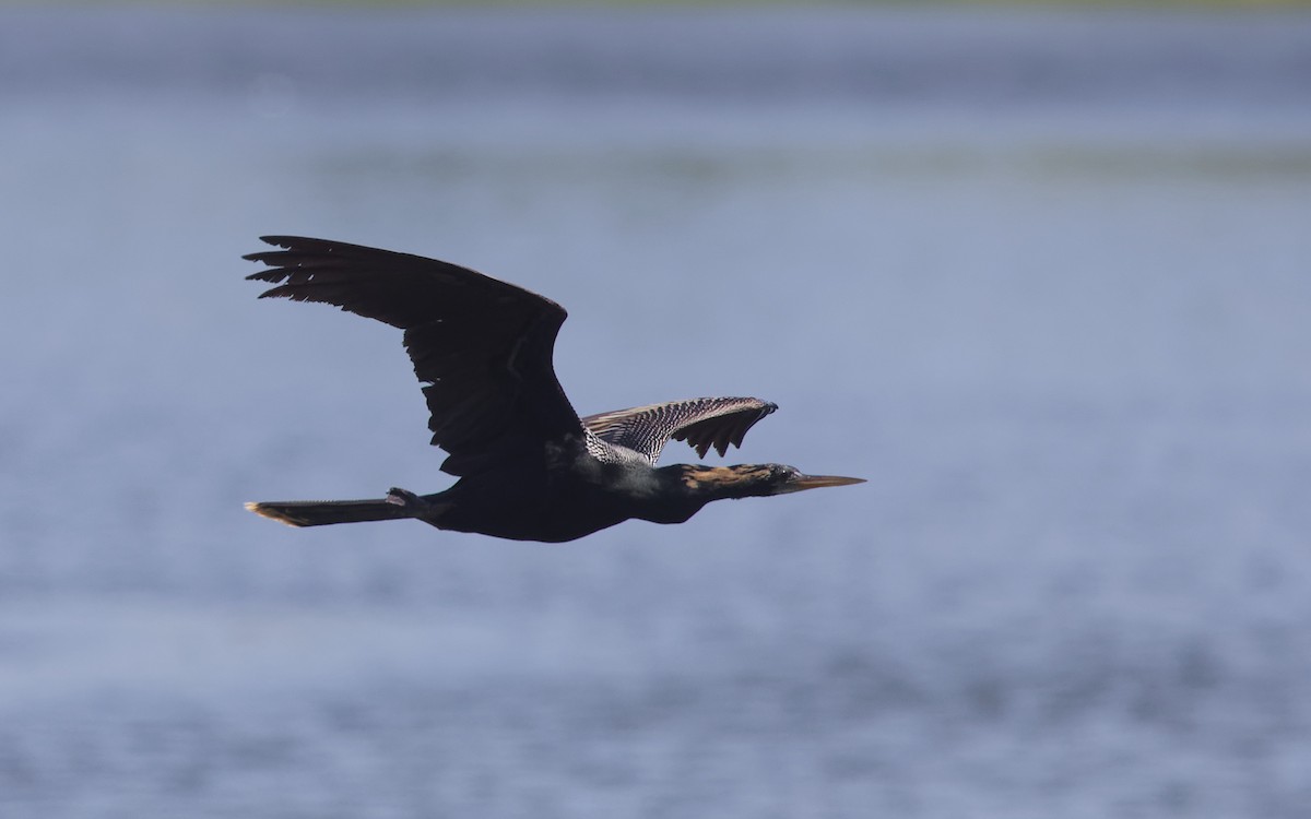 Anhinga - Angus Wilson