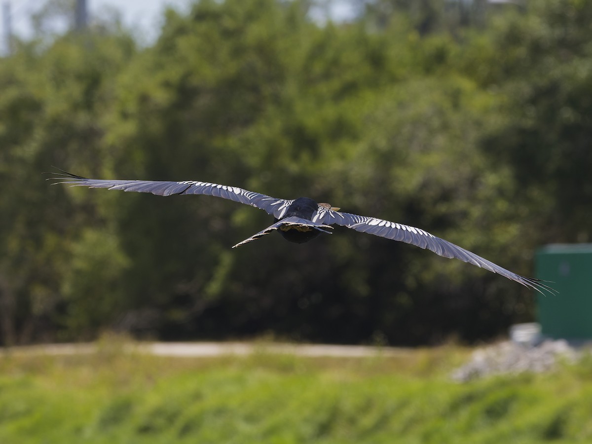 Anhinga - Angus Wilson