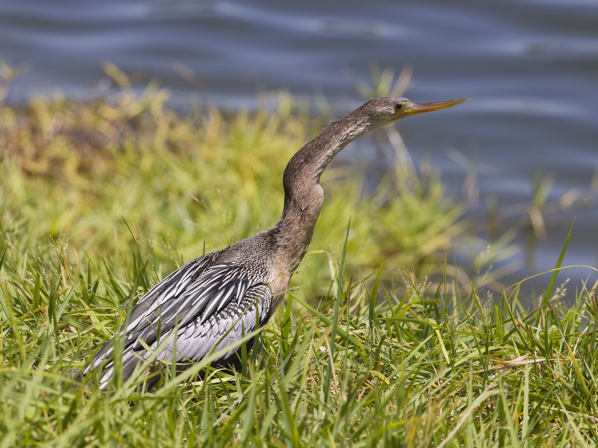 Anhinga - Angus Wilson