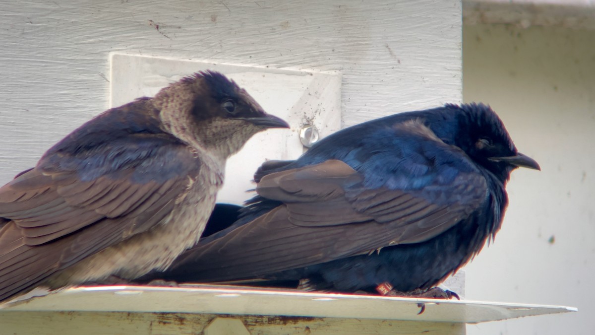 Purple Martin - Steve Metzger