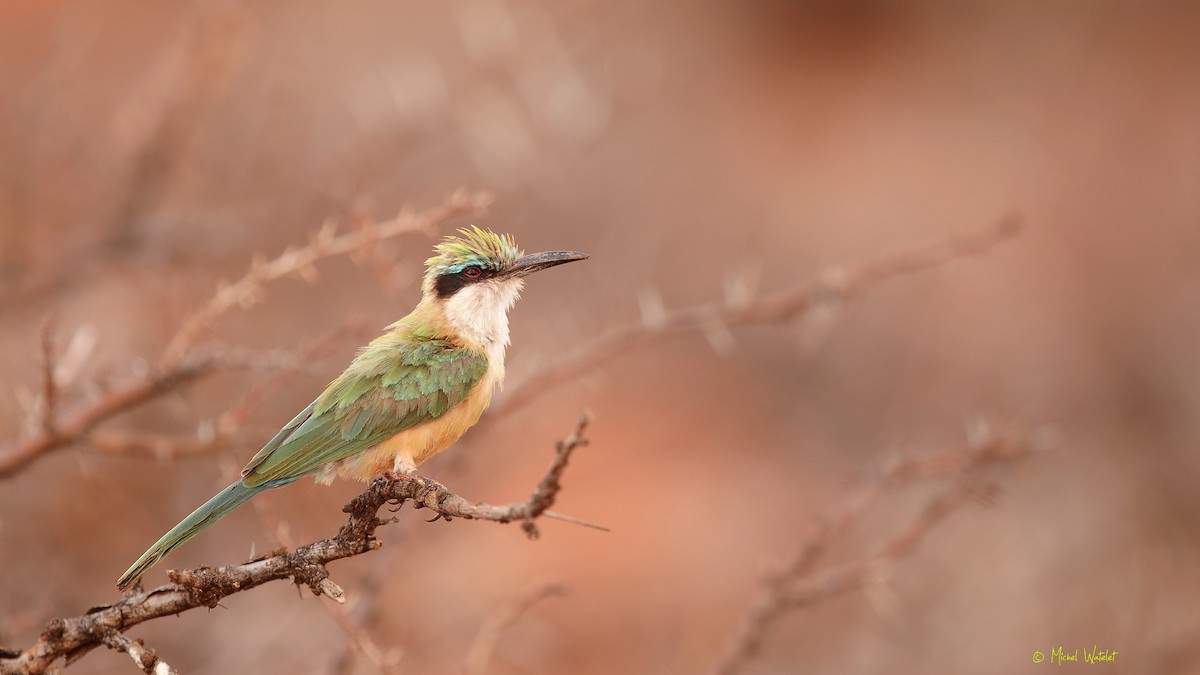 Somali Bee-eater - Michel Watelet