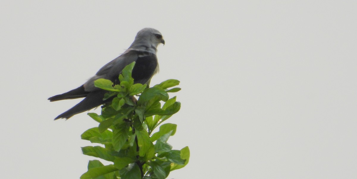 Black-winged Kite - tina shangloo