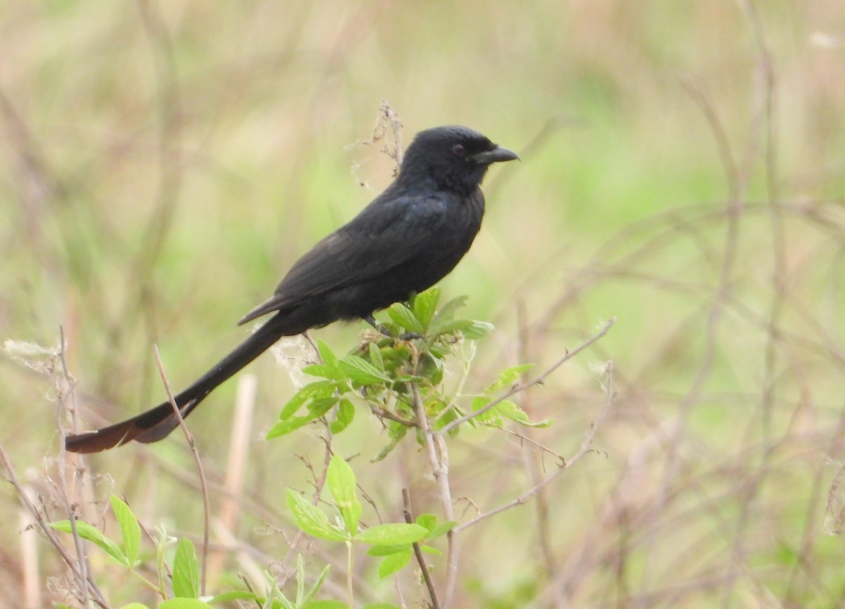 Black Drongo - tina shangloo