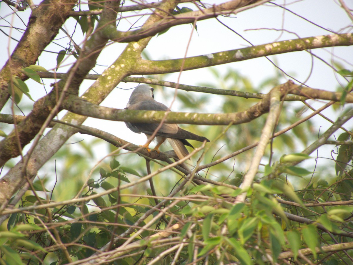 Black-winged Kite - ML618207577