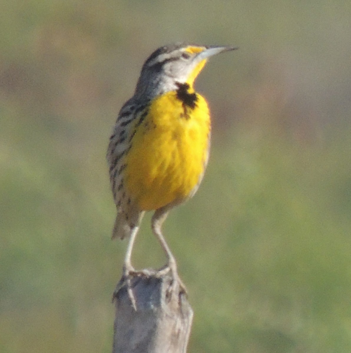 Eastern Meadowlark (Cuban) - ML618207579