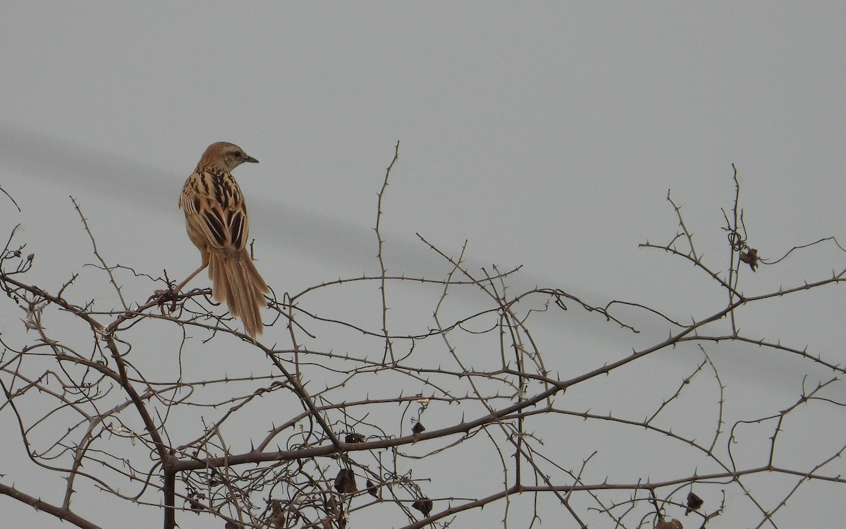 Striated Grassbird - tina shangloo