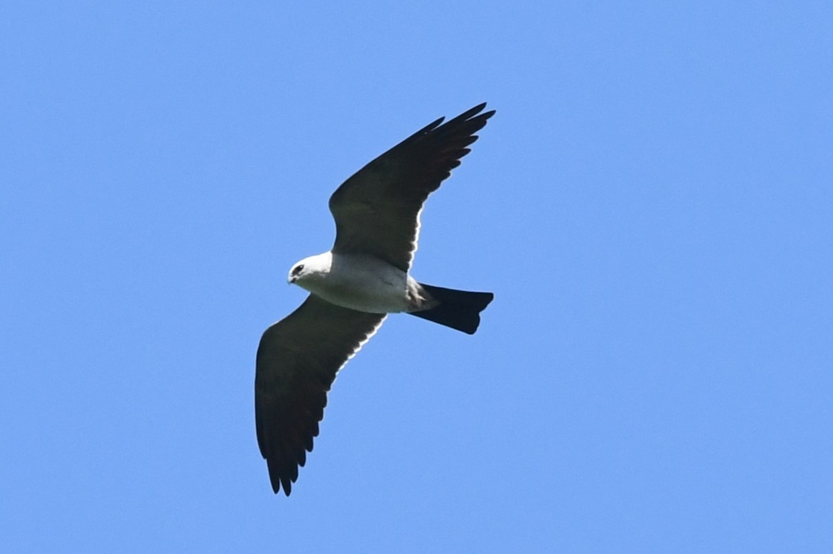 Mississippi Kite - Teresa Mawhinney