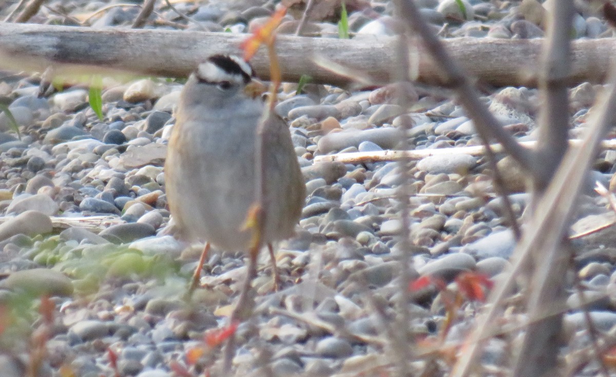 White-crowned Sparrow (Gambel's) - Brandon Holden