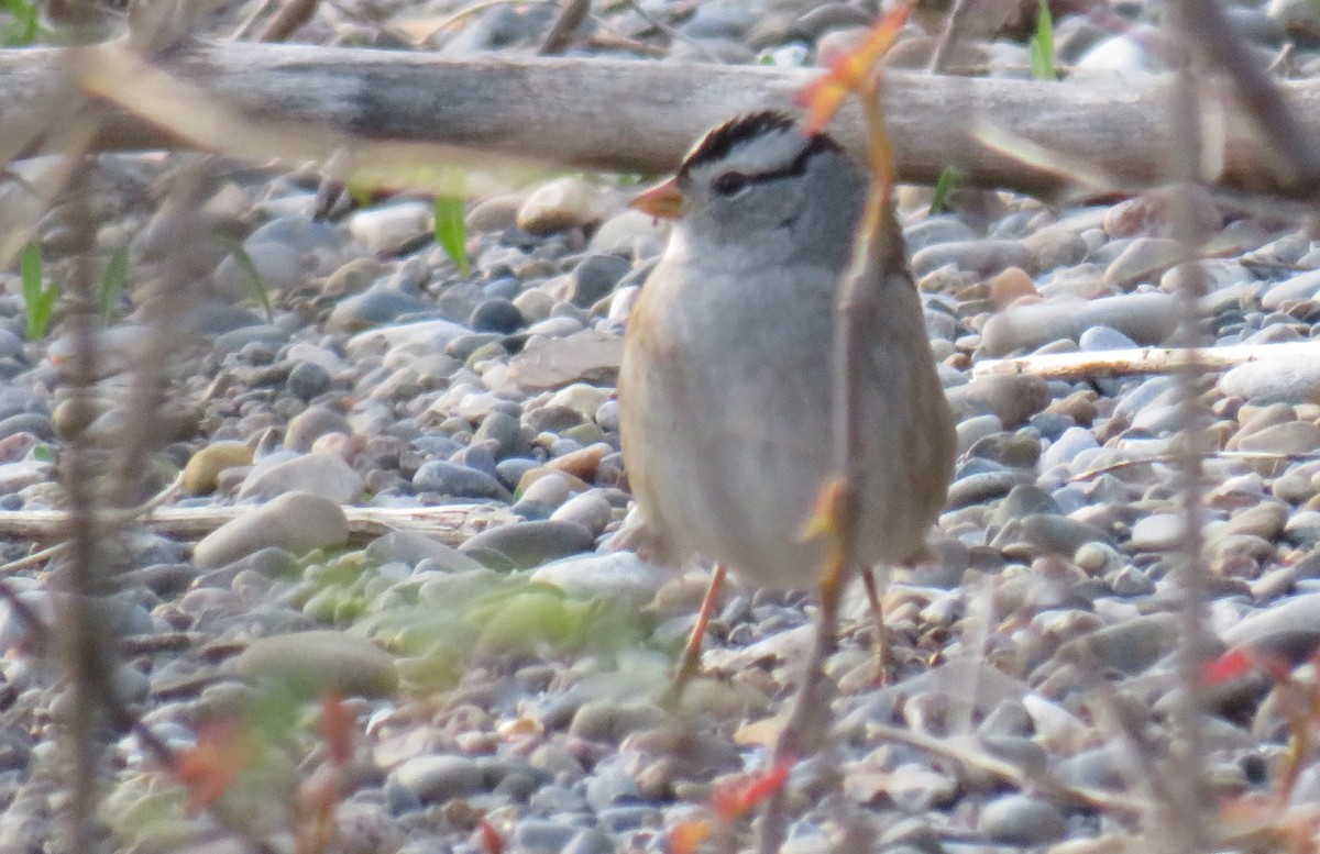 White-crowned Sparrow (Gambel's) - Brandon Holden