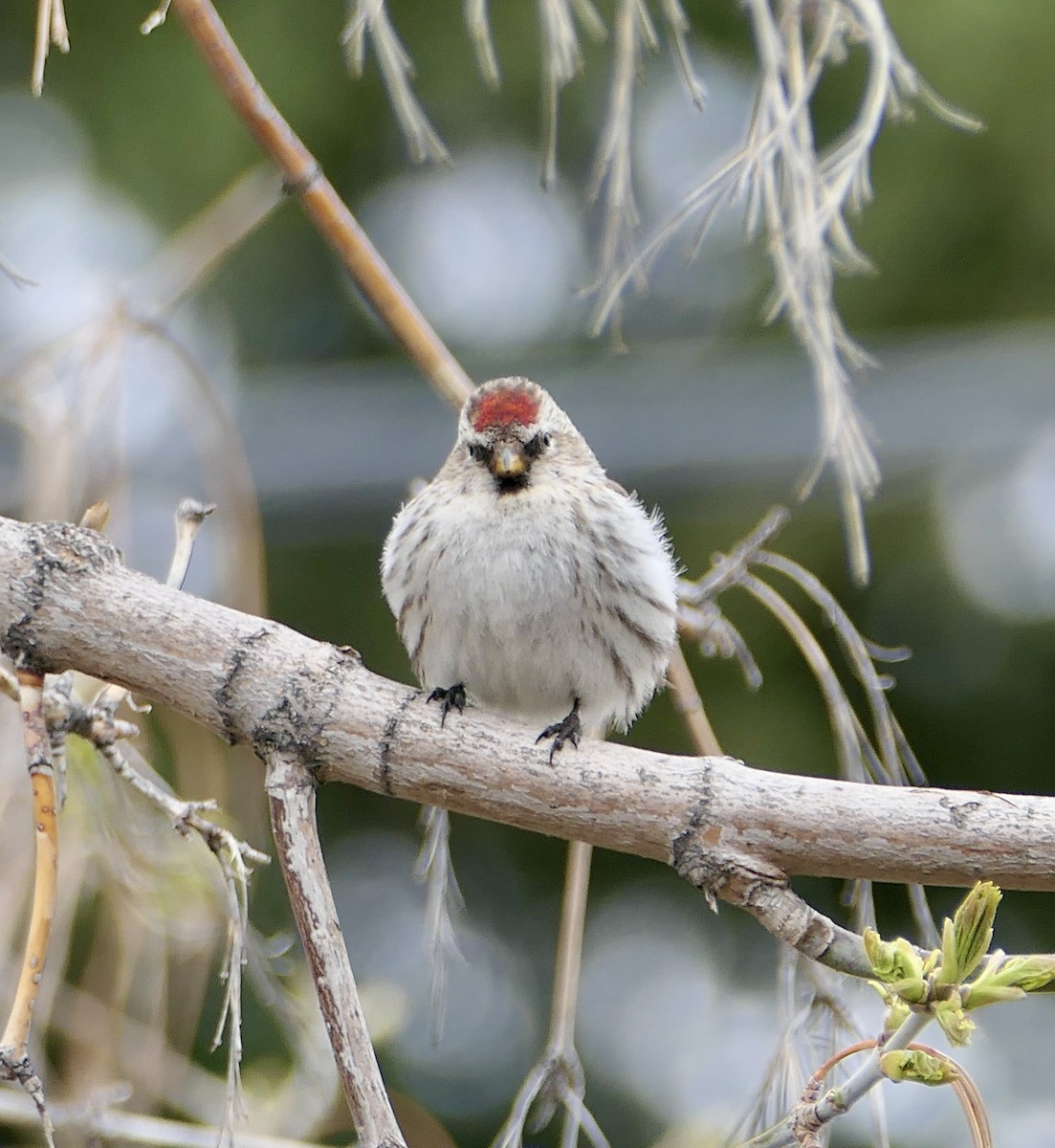 Common Redpoll - Jim St Laurent