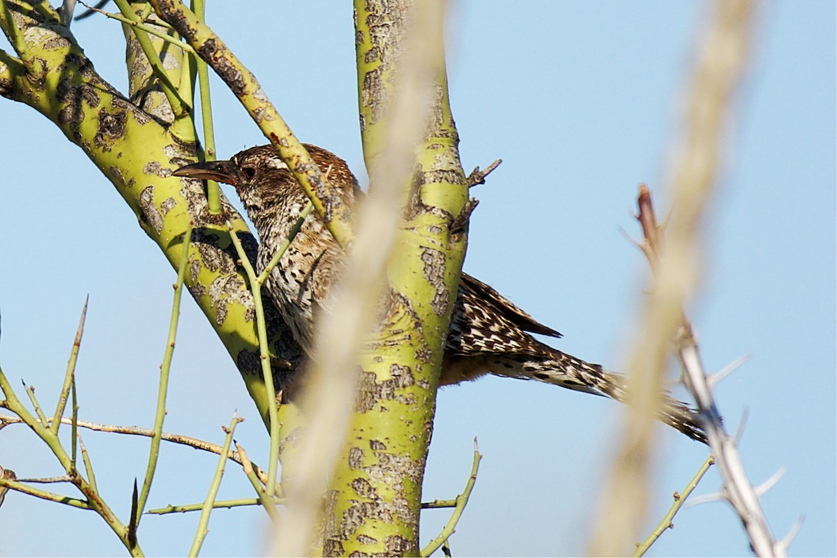 Cactus Wren - Susan Lessner