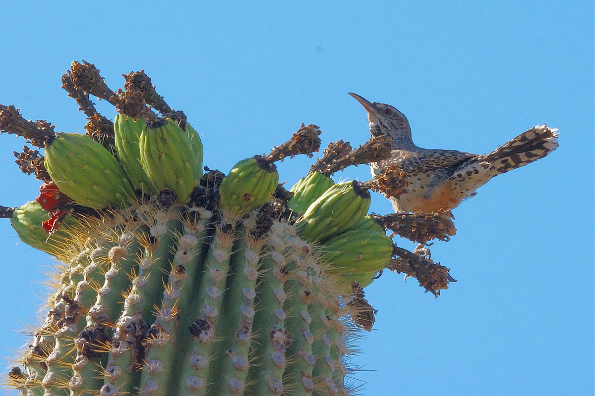 Cactus Wren - Susan Lessner