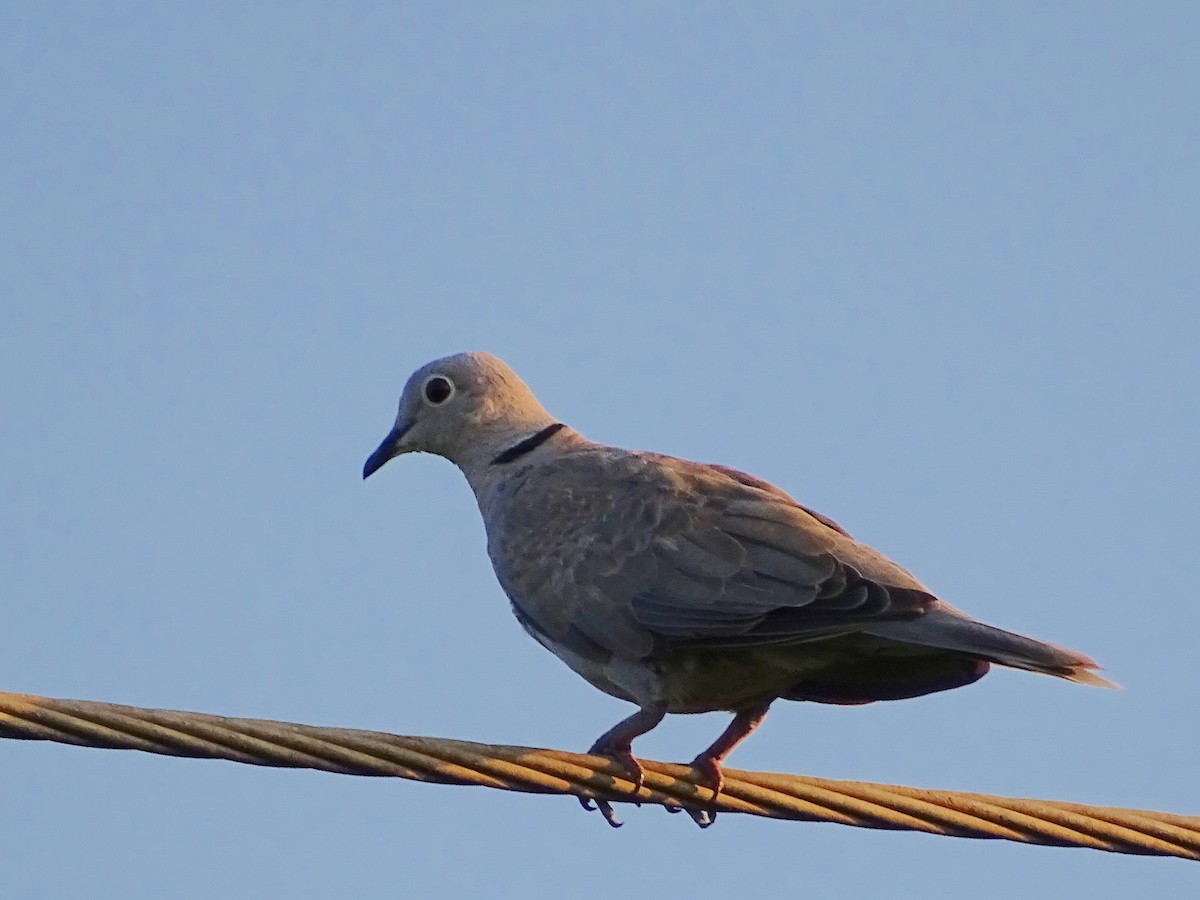 Eurasian Collared-Dove - Sri Srikumar