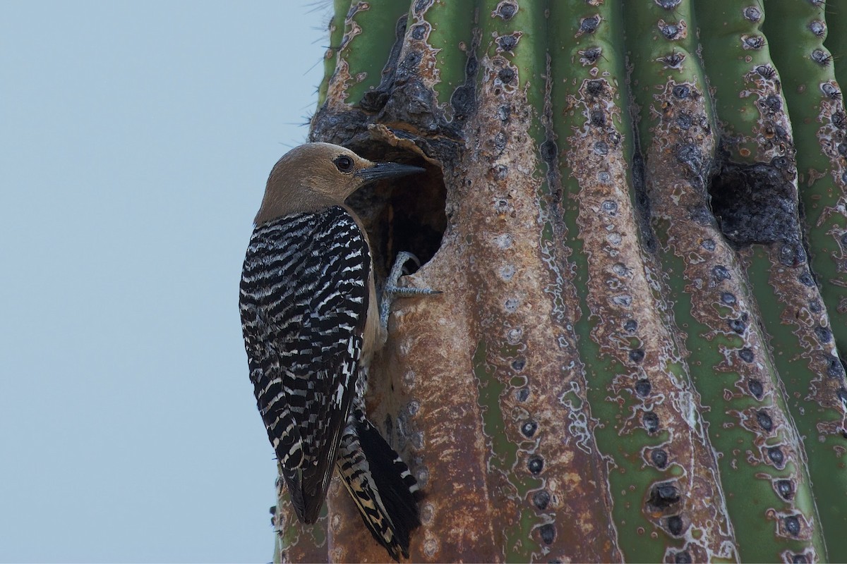 Gila Woodpecker - Susan Lessner