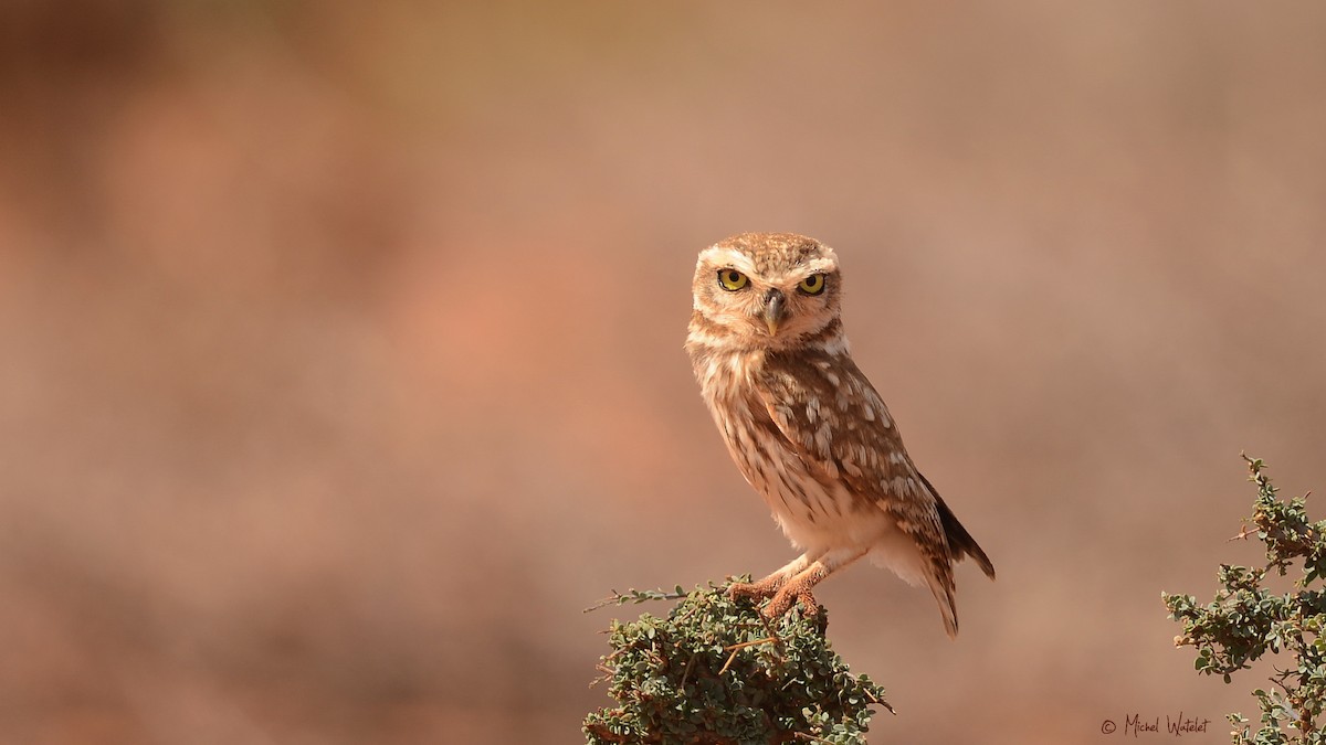 Little Owl - Michel Watelet