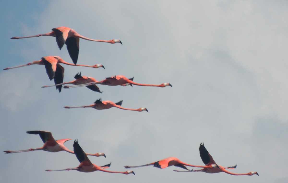 American Flamingo - Peter Bono
