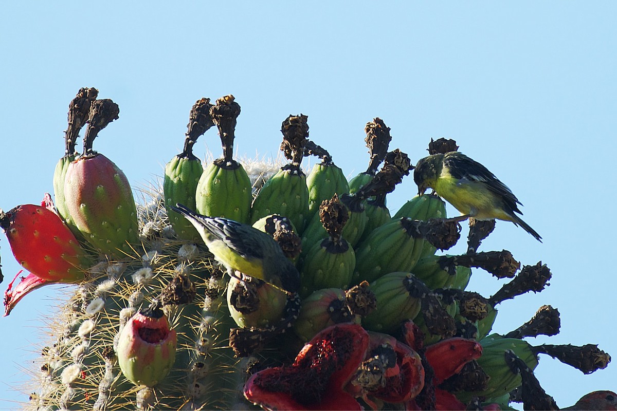 Lesser Goldfinch - ML618207709