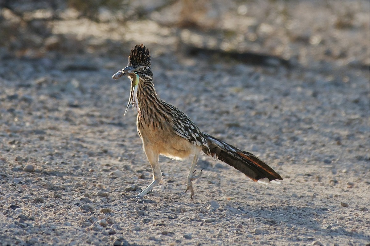 Greater Roadrunner - ML618207715