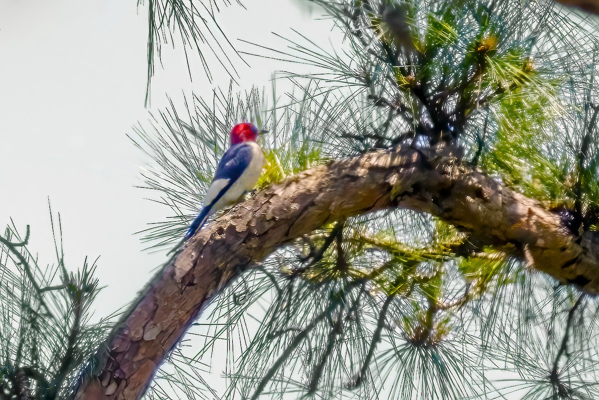 Red-headed Woodpecker - ML618207717