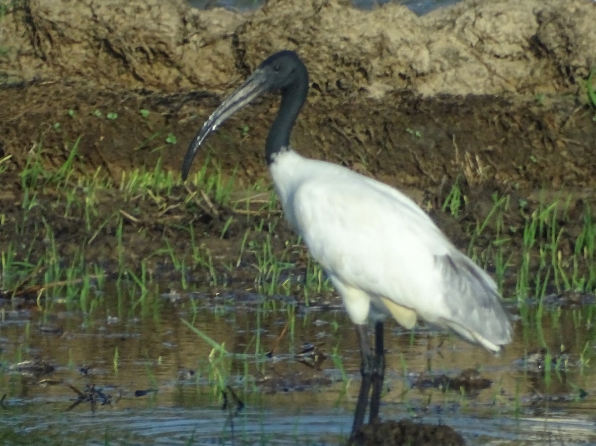 ibis černohlavý - ML618207767