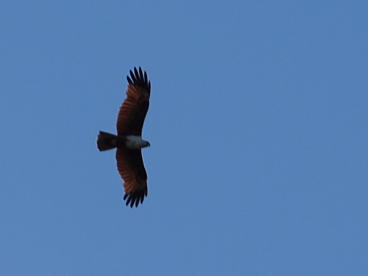 Brahminy Kite - Sri Srikumar