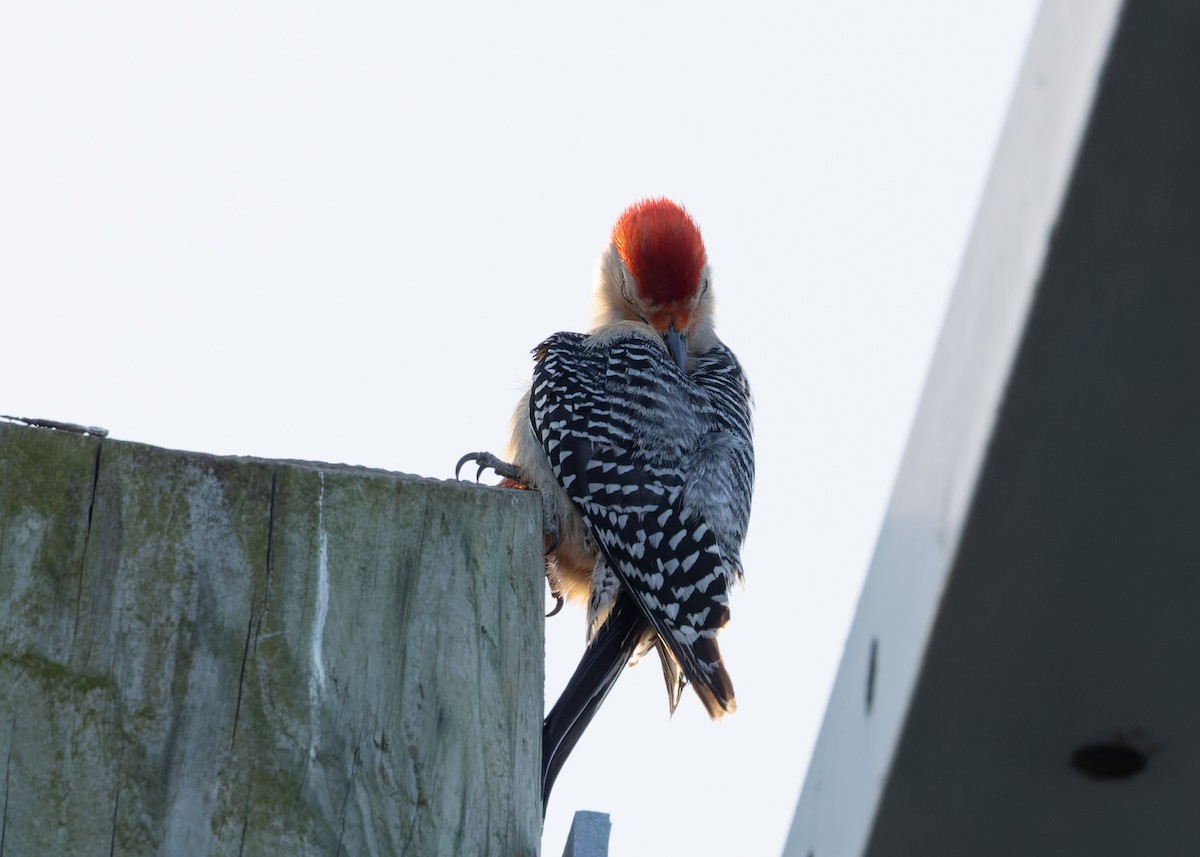 Red-bellied Woodpecker - Verlee Sanburg