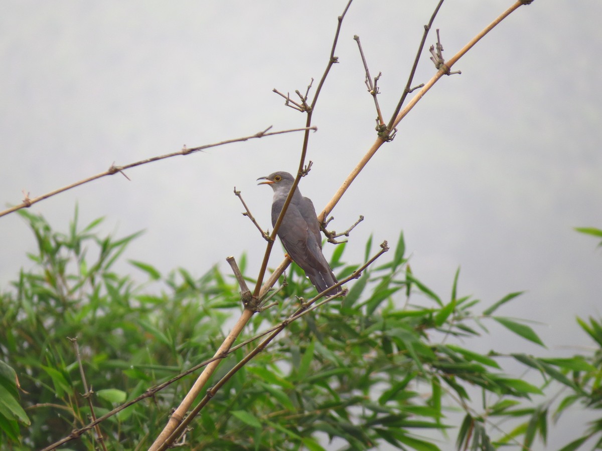 Oriental Cuckoo - ML618207836