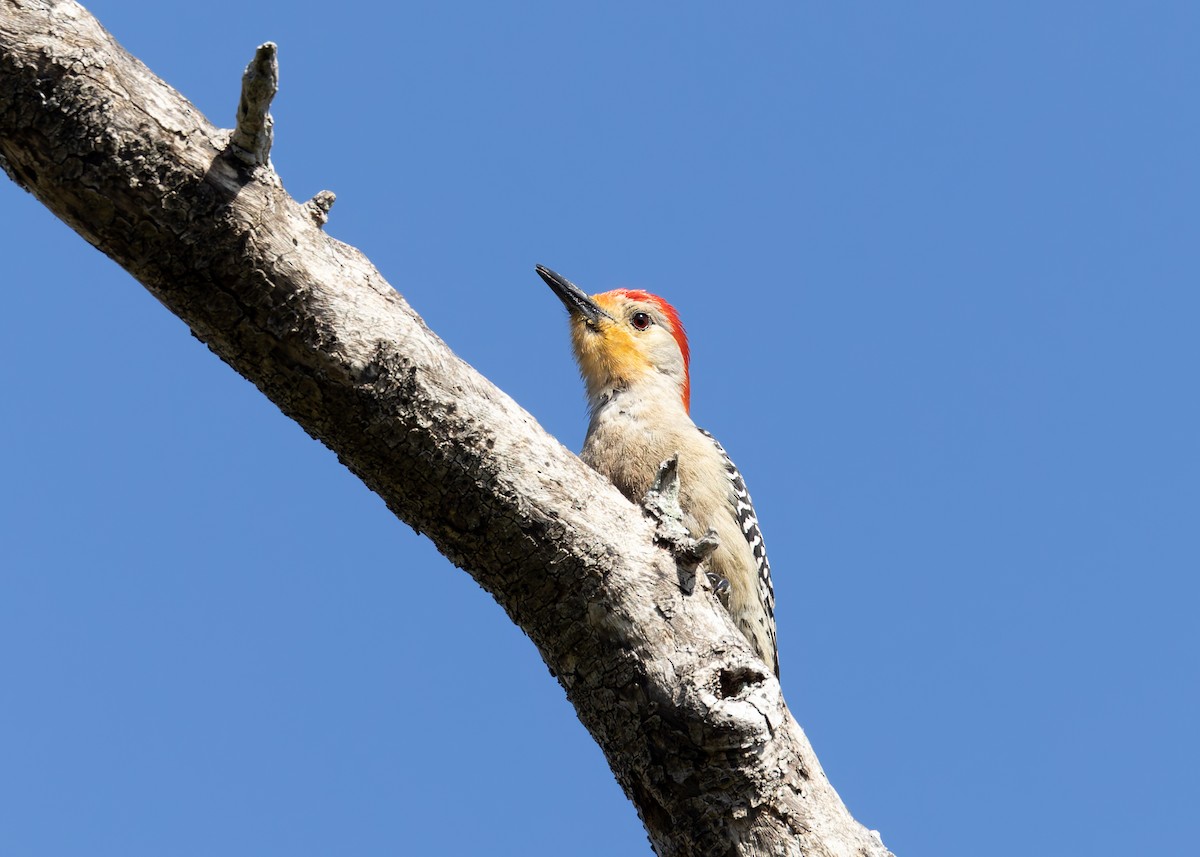 Red-bellied Woodpecker - Verlee Sanburg