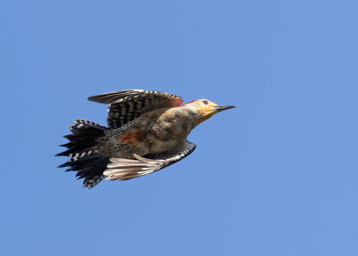 Red-bellied Woodpecker - Verlee Sanburg