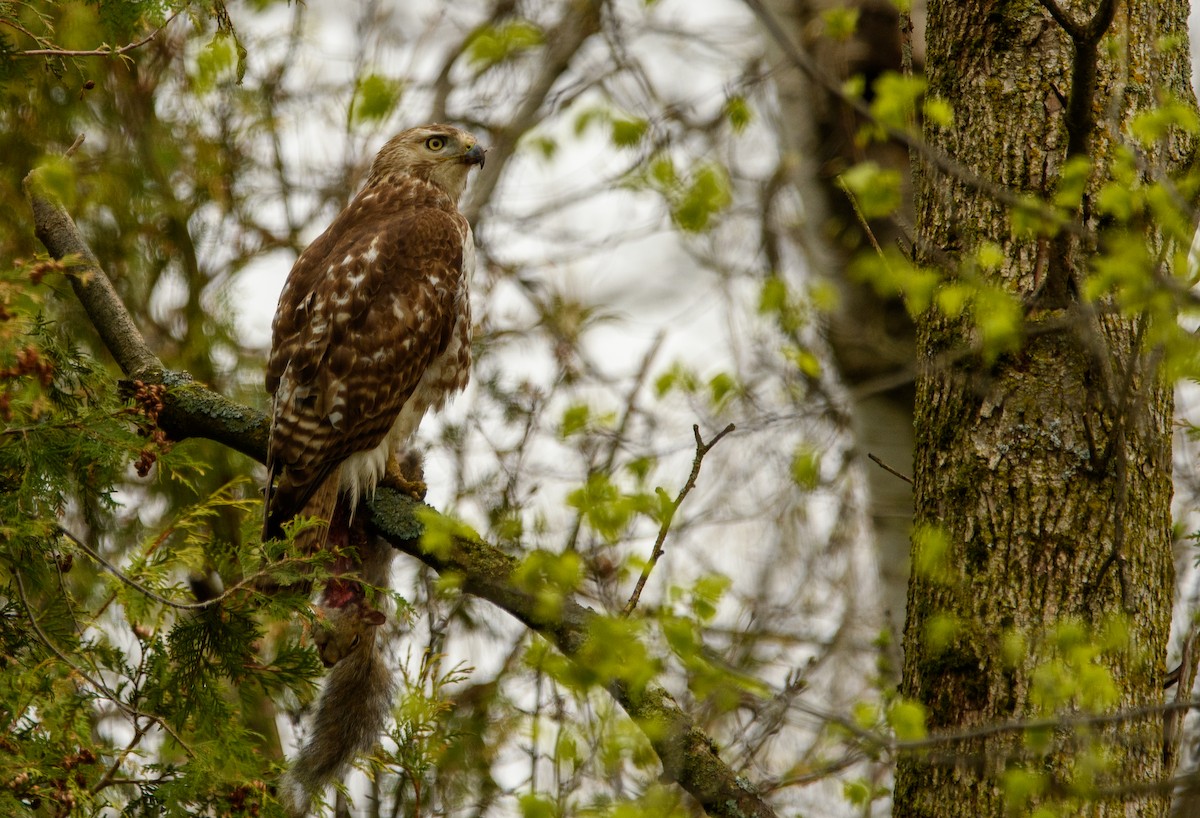 Red-tailed Hawk - Tim Griffiths