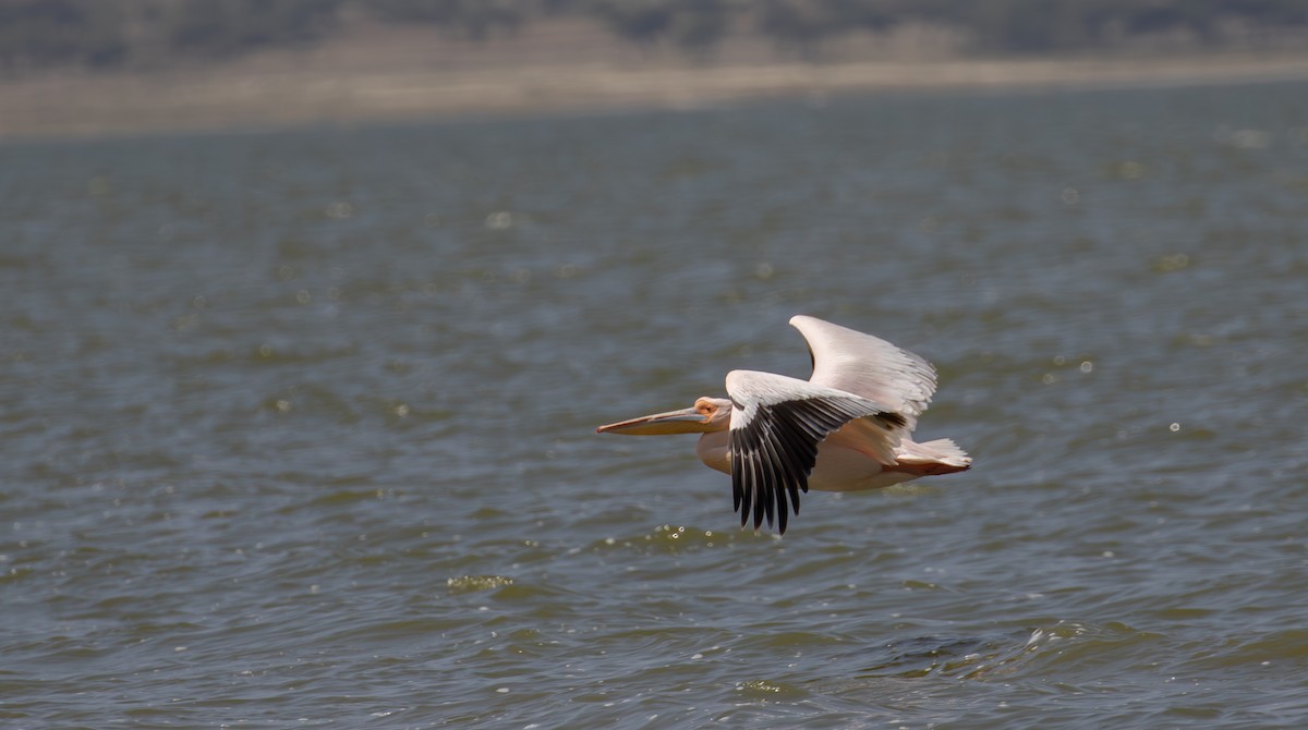 Great White Pelican - simon walkley