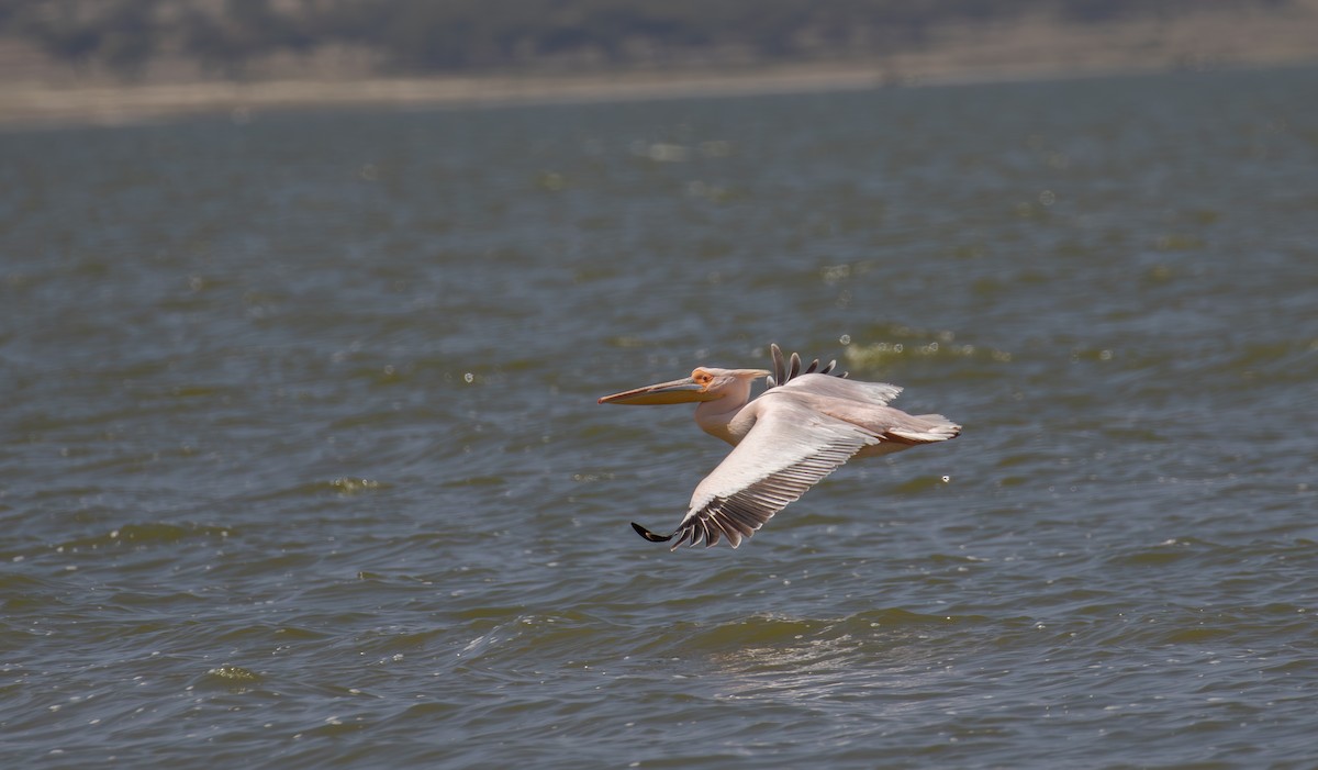 Great White Pelican - simon walkley