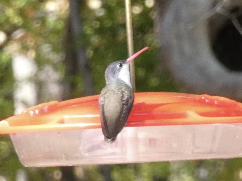 Violet-crowned Hummingbird - Eileen Wintemute