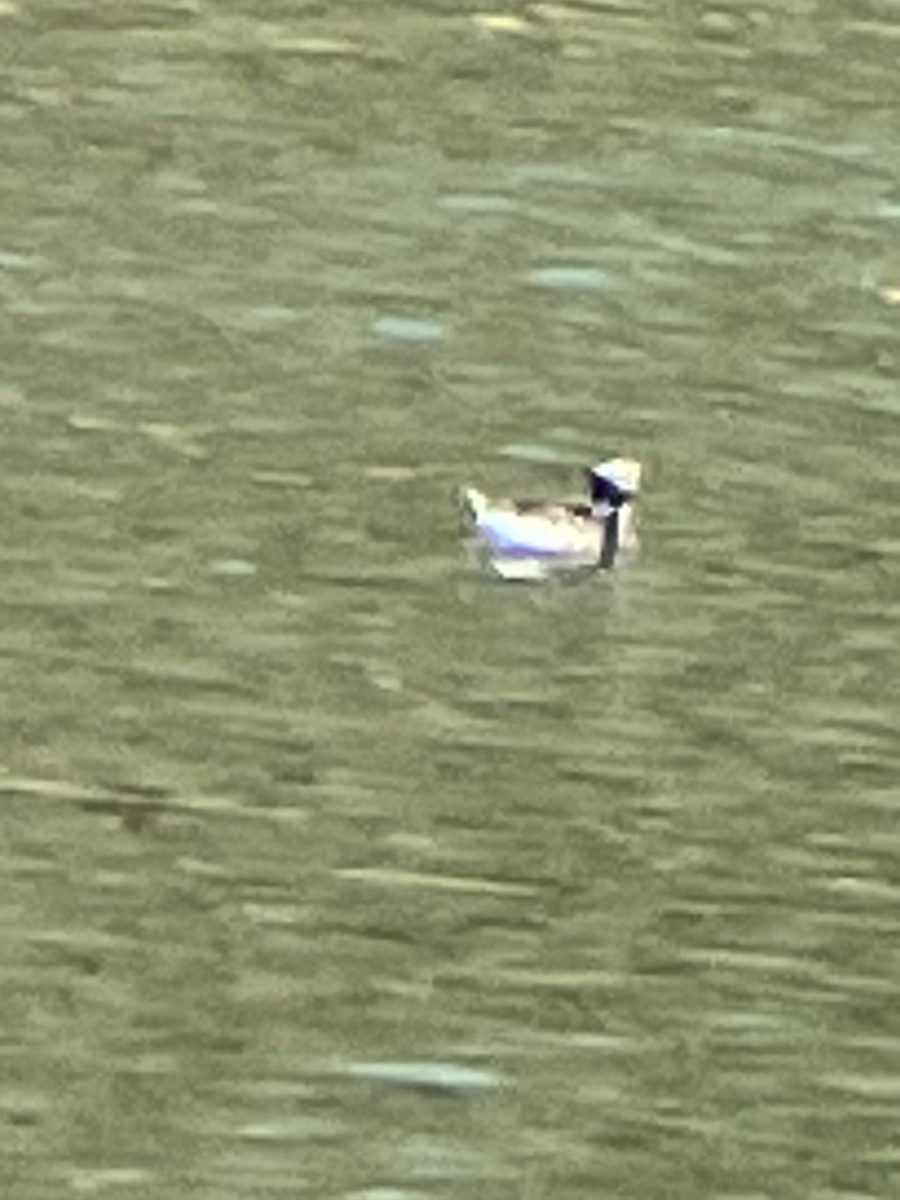 Long-tailed Duck - River Ahlquist