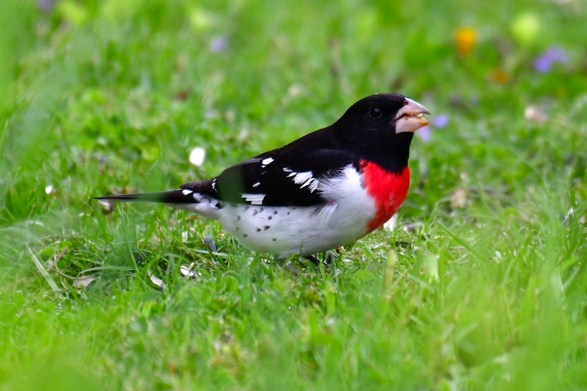 Rose-breasted Grosbeak - ML618207899