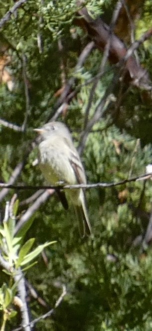 Gray Flycatcher - Eileen Wintemute