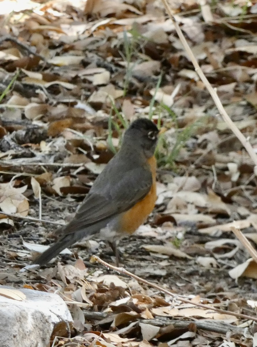 American Robin - Eileen Wintemute