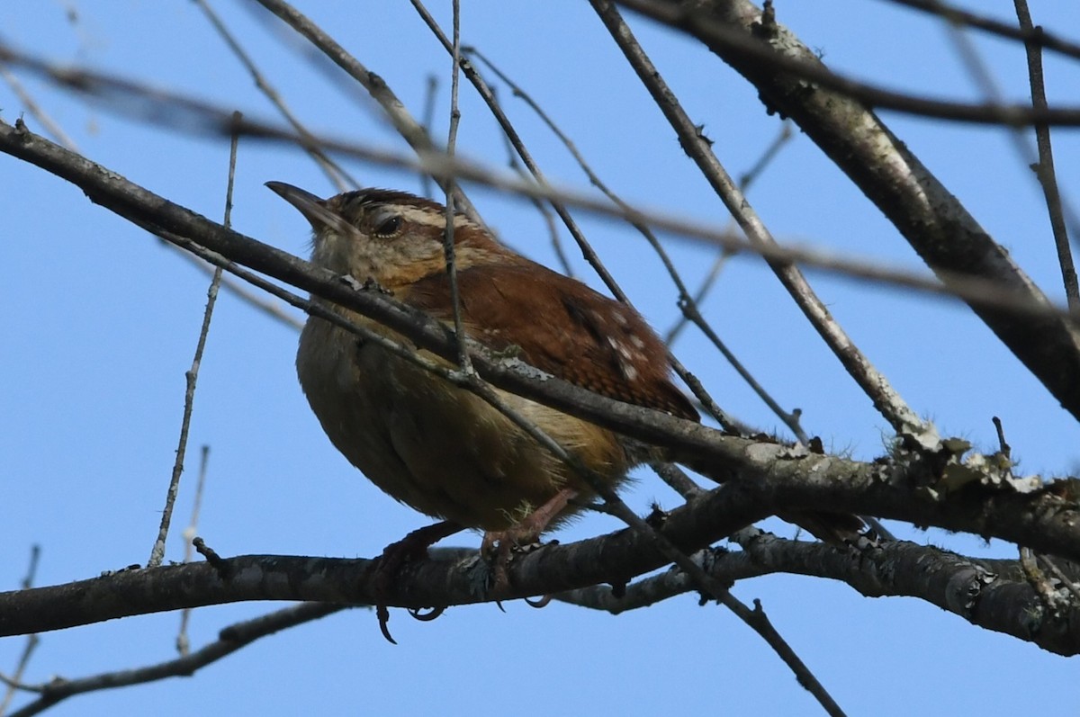 Carolina Wren - Teresa Mawhinney