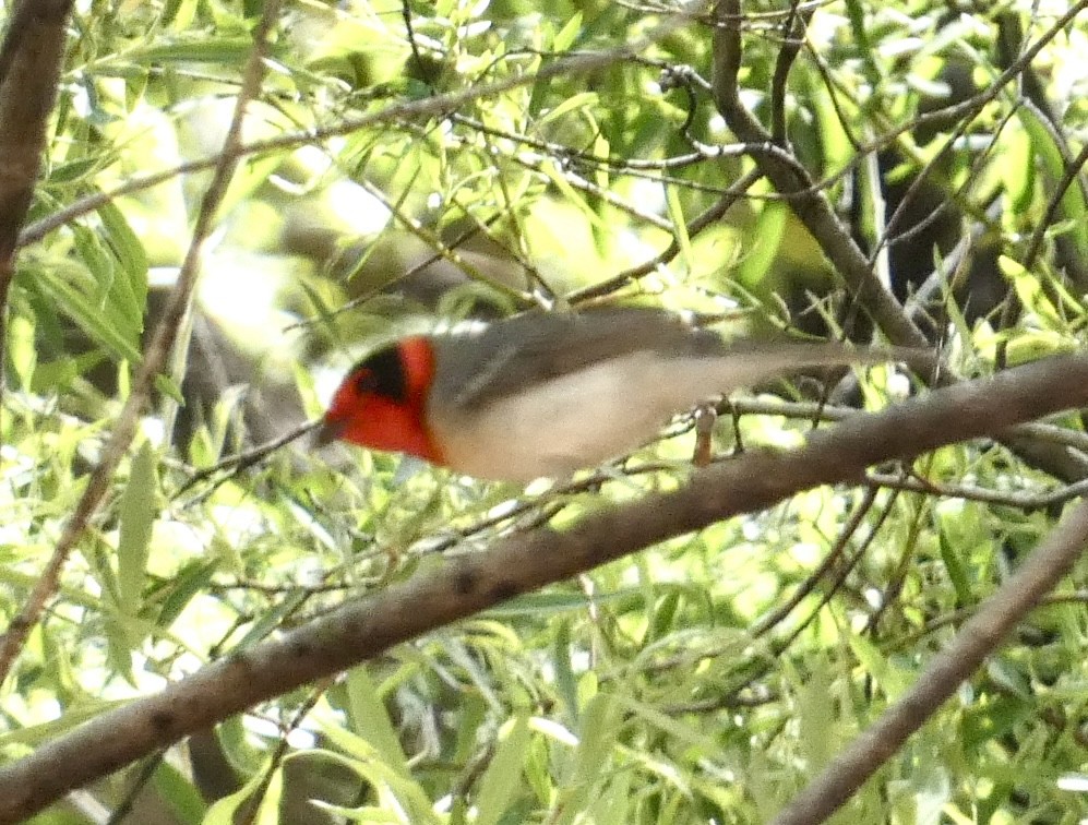 Red-faced Warbler - Eileen Wintemute