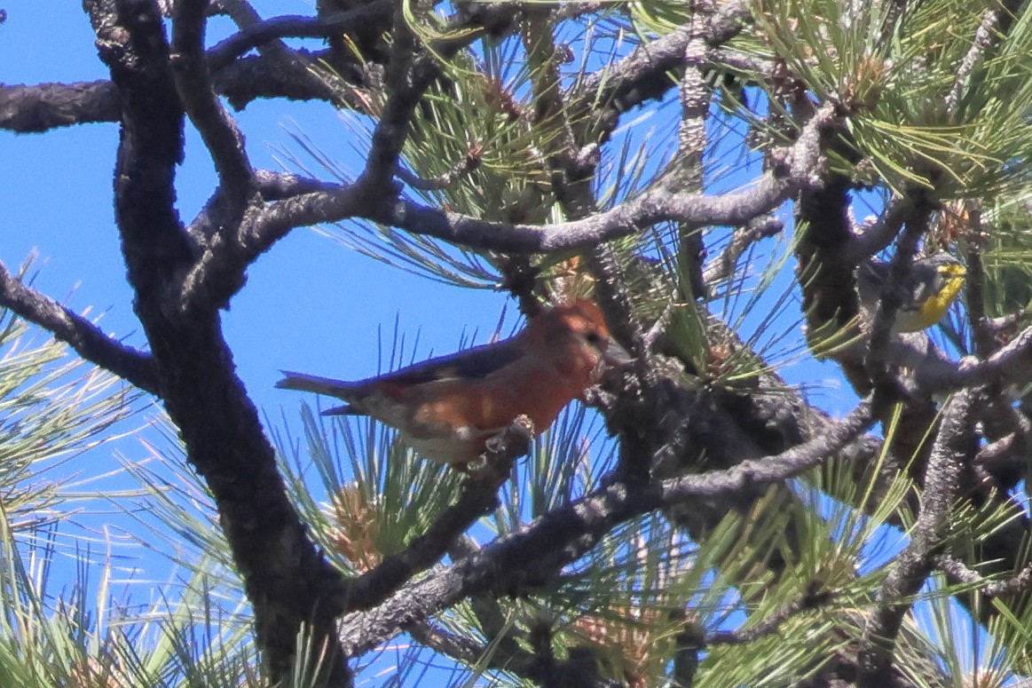 Red Crossbill - ML618207925